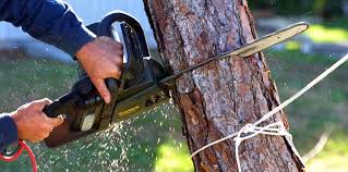 Best Utility Line Clearance  in Colonial Heights, TN