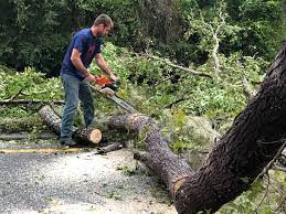 Best Lawn Maintenance Plans  in Colonial Heights, TN