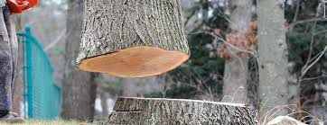  Colonial Heights, TN Tree Removal Pros