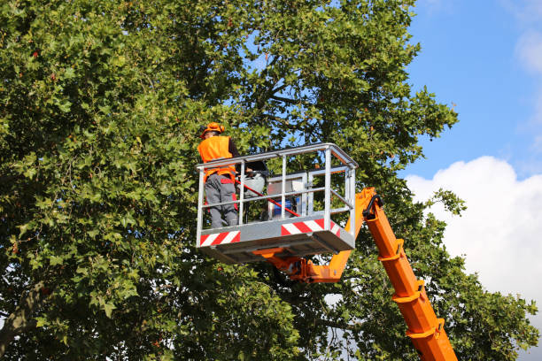 Best Firewood Processing and Delivery  in Colonial Heights, TN