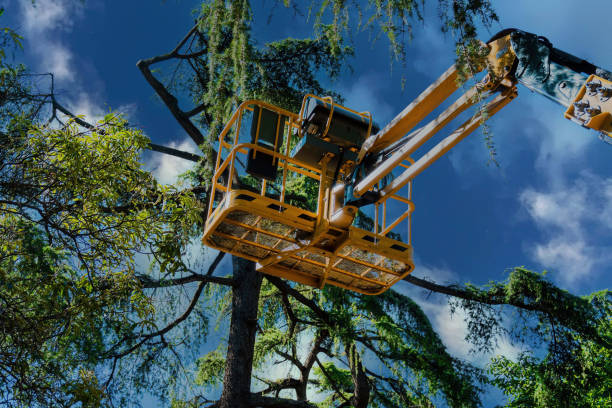 How Our Tree Care Process Works  in  Colonial Heights, TN
