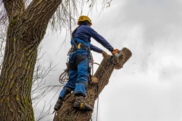 Best Tree Maintenance Programs  in Colonial Heights, TN