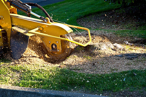 Best Lawn Irrigation Installation and Maintenance  in Colonial Heights, TN