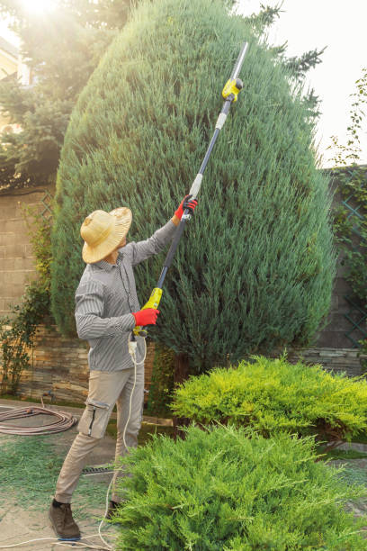 Best Lawn Grading and Leveling  in Colonial Heights, TN