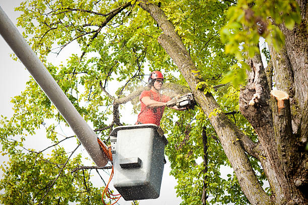 Best Root Management and Removal  in Colonial Heights, TN