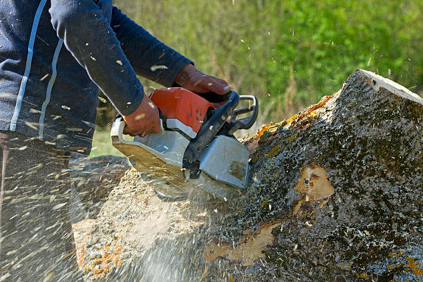 Soil Testing and Treatment in Colonial Heights, TN