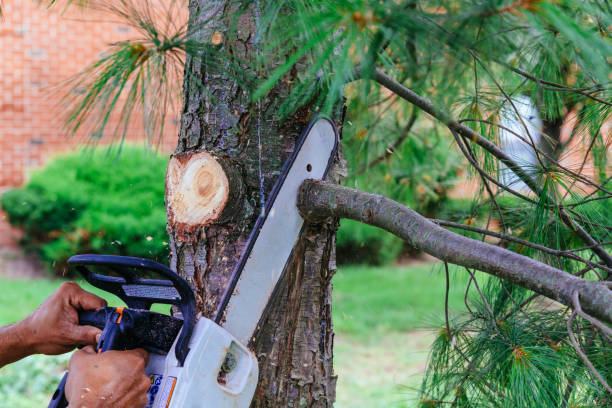 Best Emergency Tree Removal  in Colonial Heights, TN